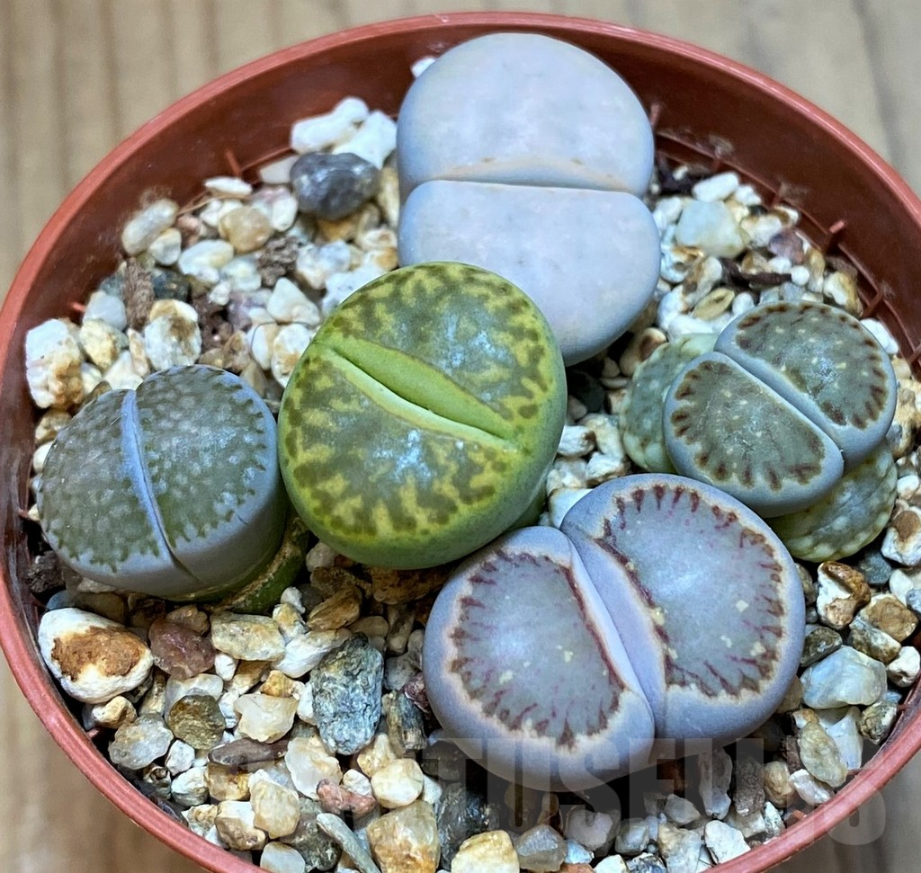 SH13628 Lithops mix