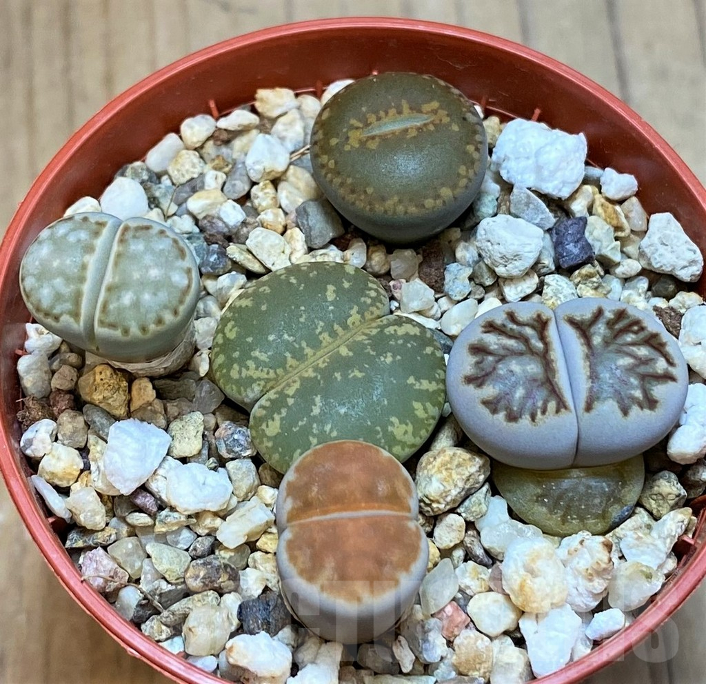 SH13629 Lithops mix