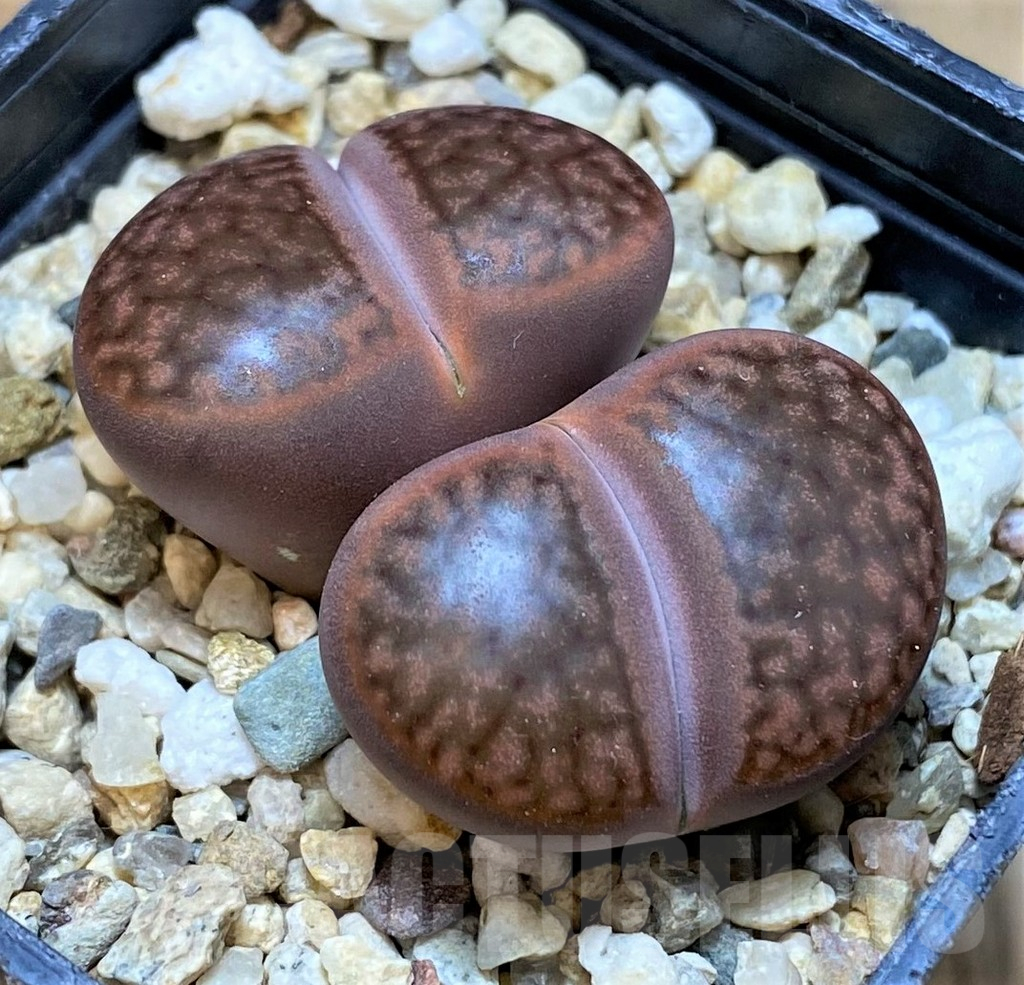 SH13630 Lithops bromfieldii v. glaudinae 'Embers' C393A