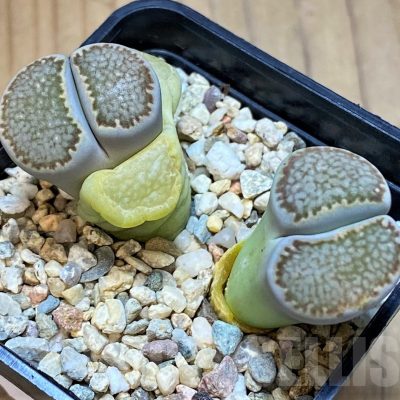 SH13631 Lithops halii
