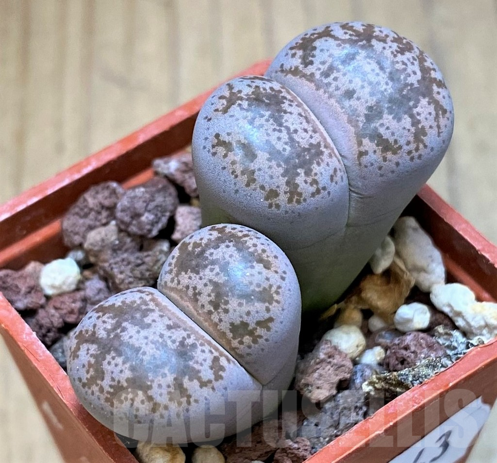 SH13643 Lithops coleorum