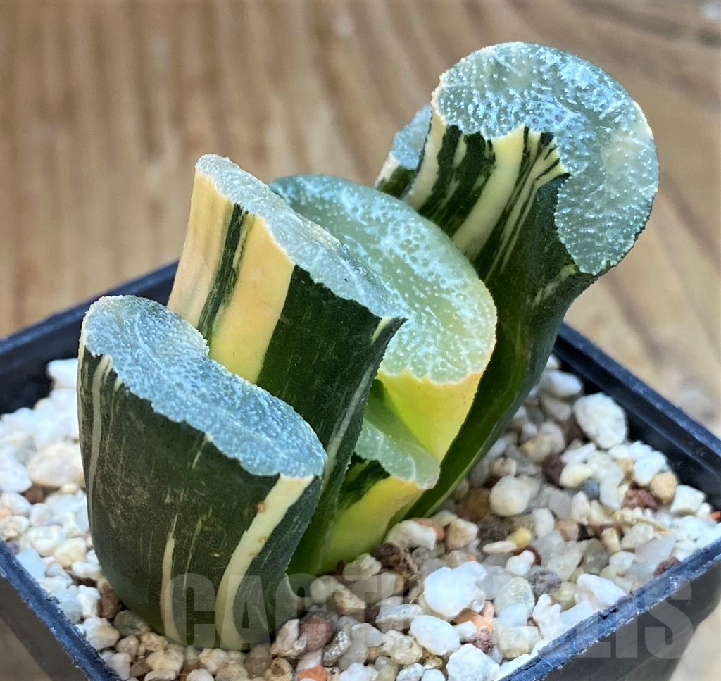 SH13788 Haworthia truncata f. variegata - Image 2