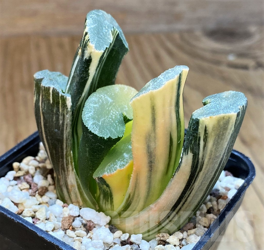 SH13788 Haworthia truncata f. variegata