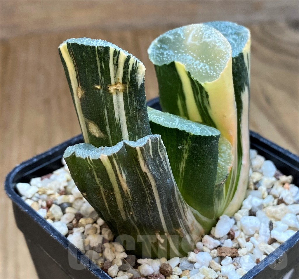 SH13788 Haworthia truncata f. variegata - Image 3