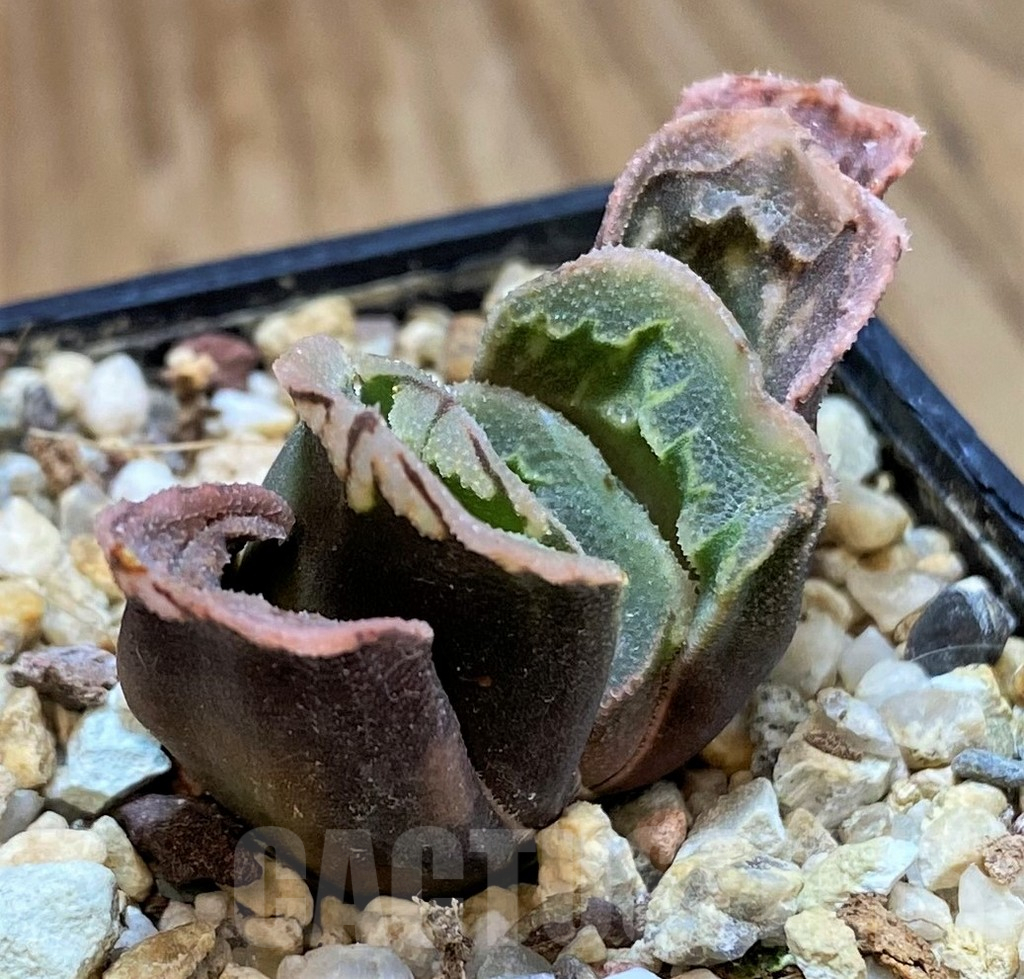SH13794 Haworthia truncata x splendens hybrid