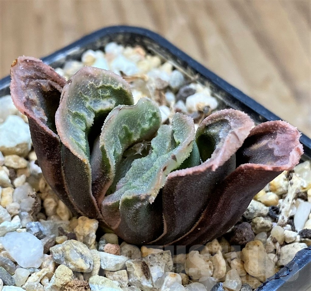 SH13794 Haworthia truncata x splendens hybrid - Image 3