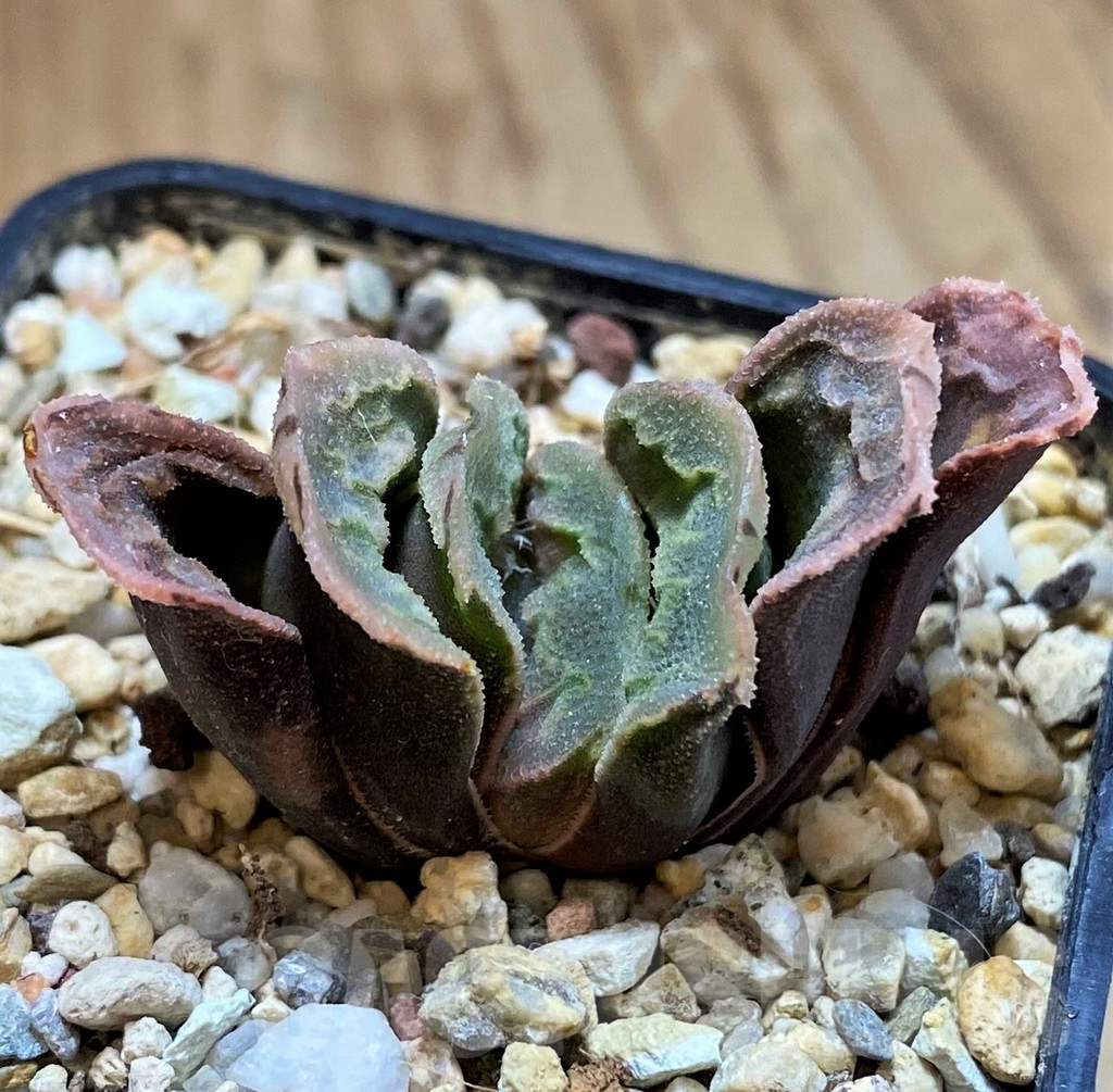 SH13794 Haworthia truncata x splendens hybrid - Image 2