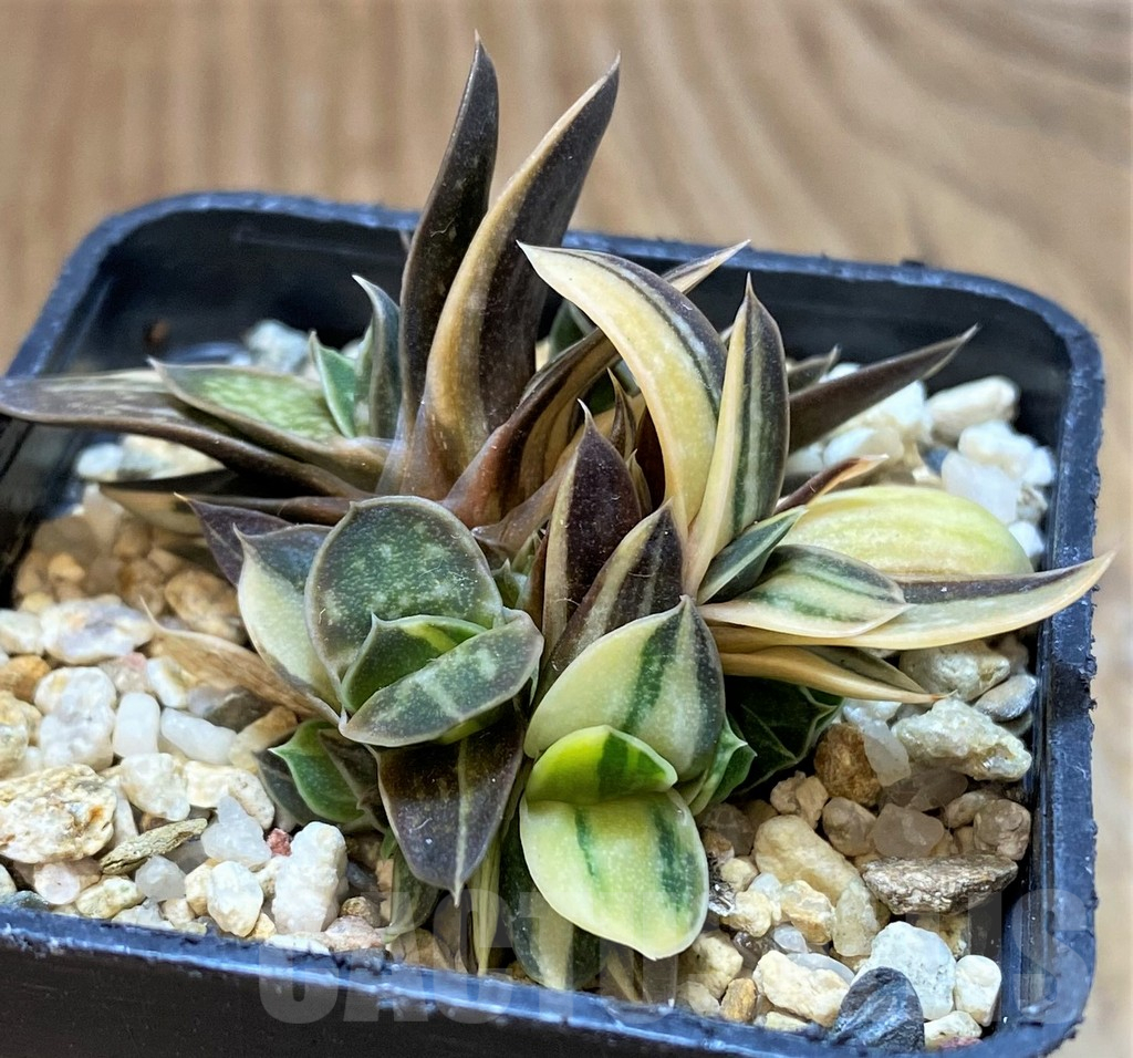 SH13753 Gasteria sp. f. variegata -Japan-