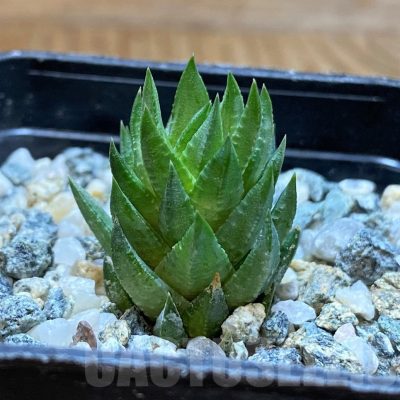 SH13796 Haworthia glauca v. herrei