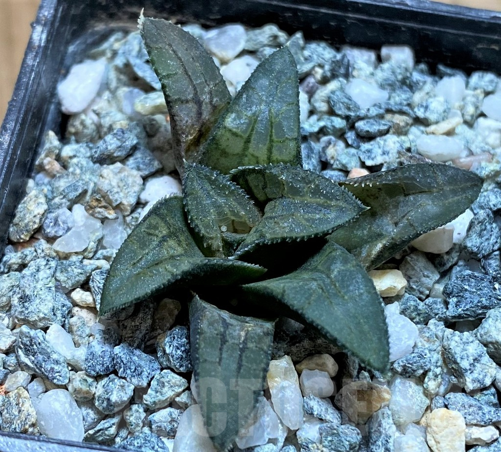 SH13797 Haworthia ‘Makumaryu’ HCOX-25 - Image 2