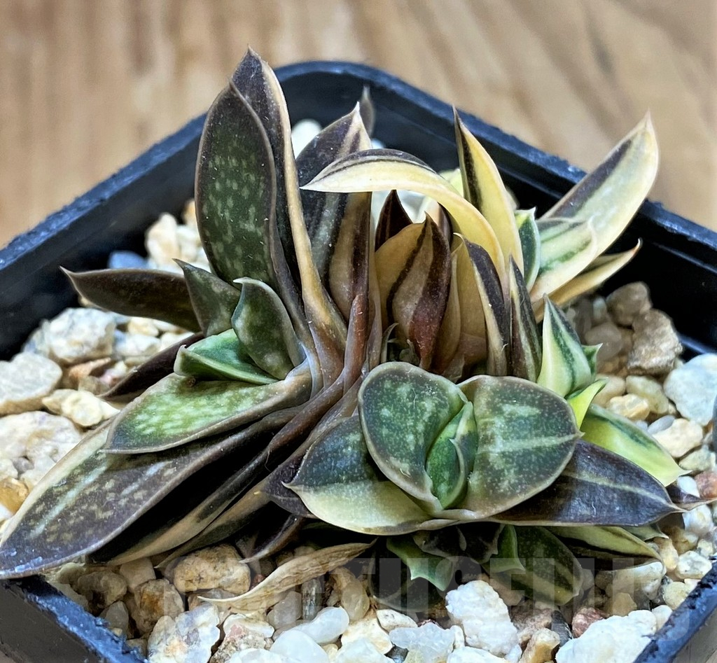 SH13753 Gasteria sp. f. variegata -Japan- - Image 2