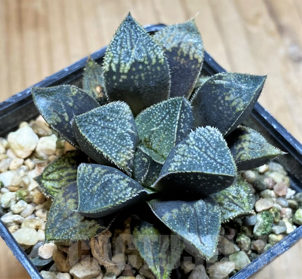 SH13802 Haworthia 'Kegazato' hybrid - Image 2