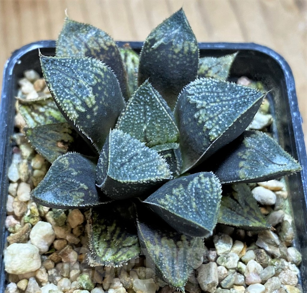 SH13802 Haworthia 'Kegazato' hybrid