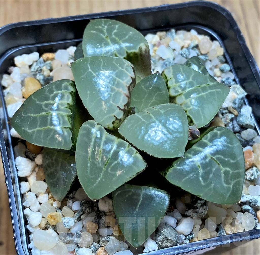 SH13807 Haworthia bayeri ‘Moonlight’ - Image 2