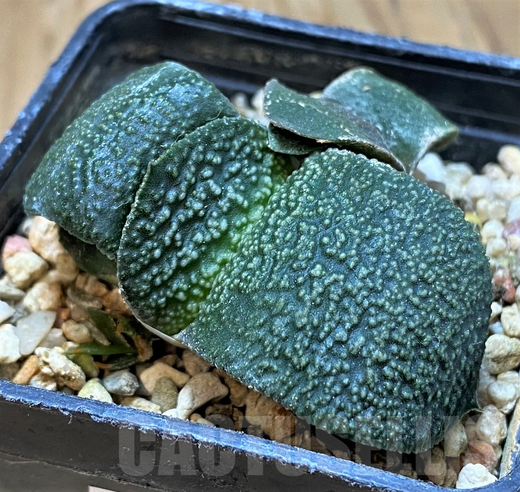 SH13759 Gasteria armstrongii -Japan-
