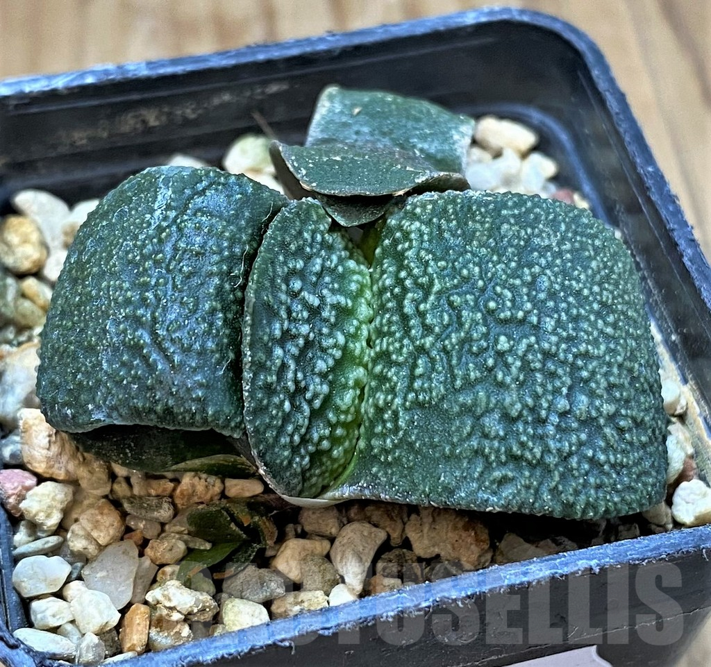 SH13759 Gasteria armstrongii -Japan- - Image 2