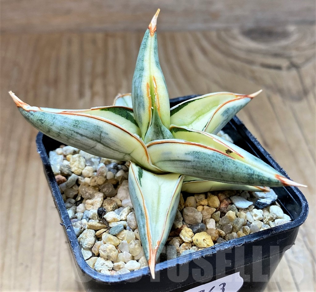 SH13763 Sansevieria 'Blue Clone' - Image 2
