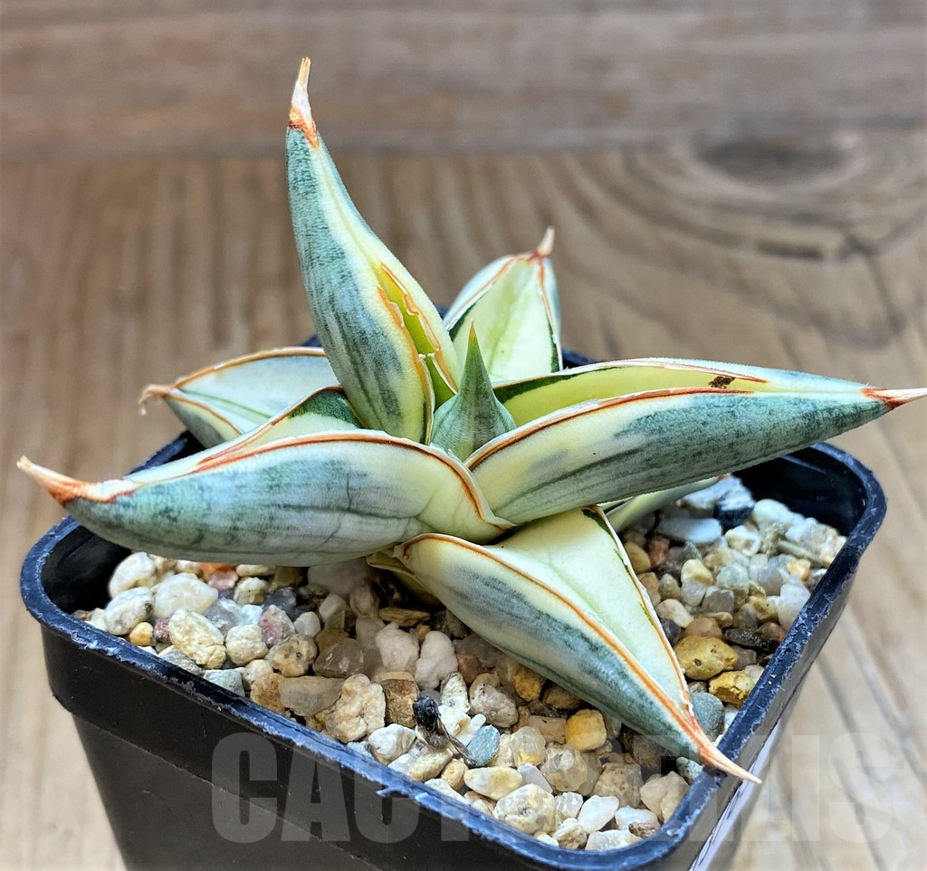SH13763 Sansevieria 'Blue Clone'