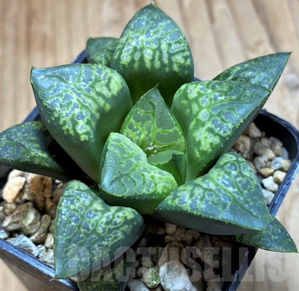 SH13765 Haworthia 'Kamen Butokai' - Image 2
