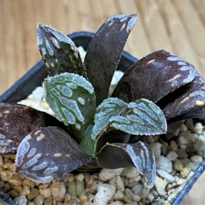 SH13766 Haworthia mutica hybrid