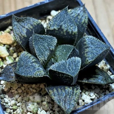 SH13769 Haworthia 'Kegazato' hybrid