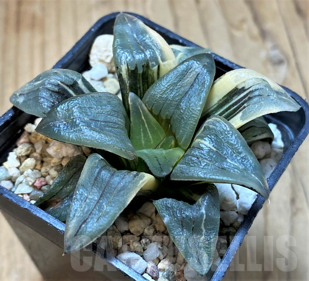 SH13771 Haworthia 'Red Lines' f. variegata - Image 2