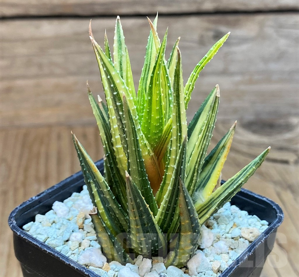 SH13777 Haworthia reinwardtii f. variegata - Image 2