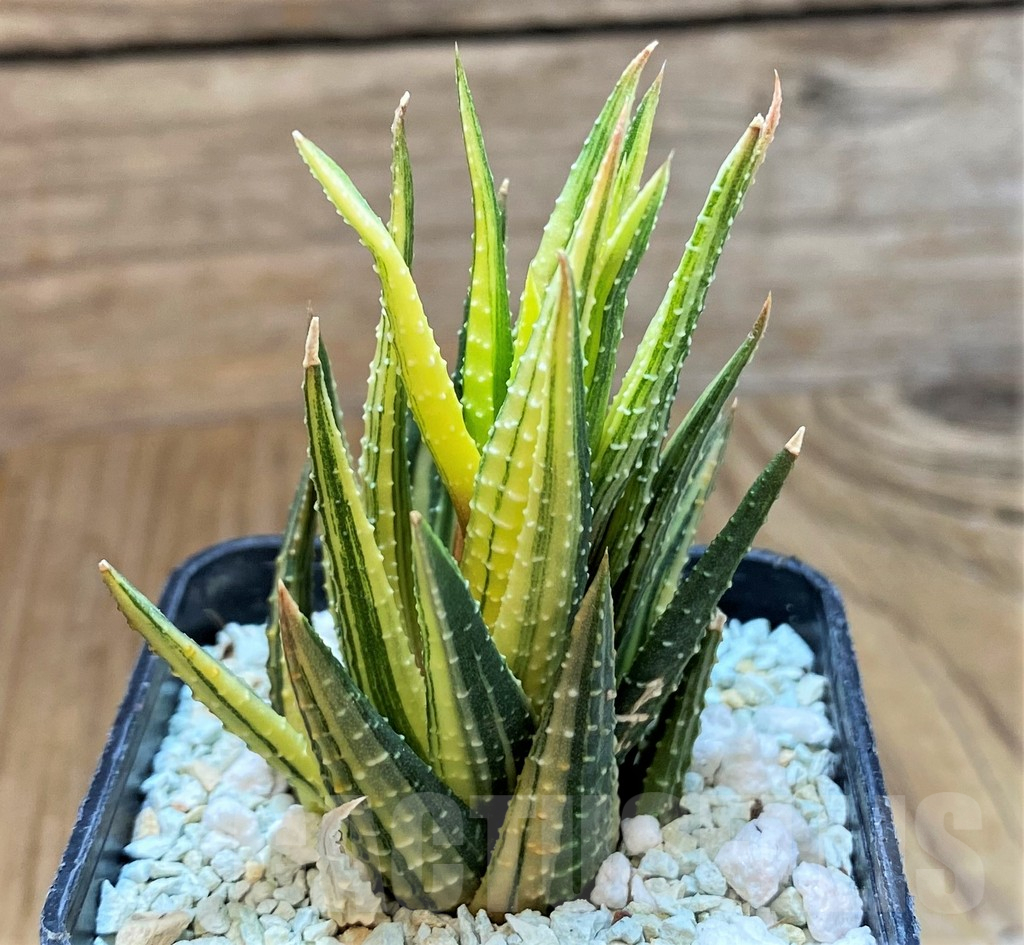 SH13777 Haworthia reinwardtii f. variegata