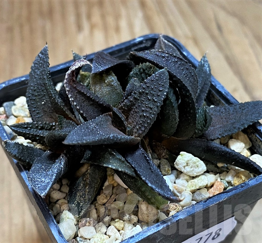 SH13778 Haworthia scabra x koelmaniorum - Image 2