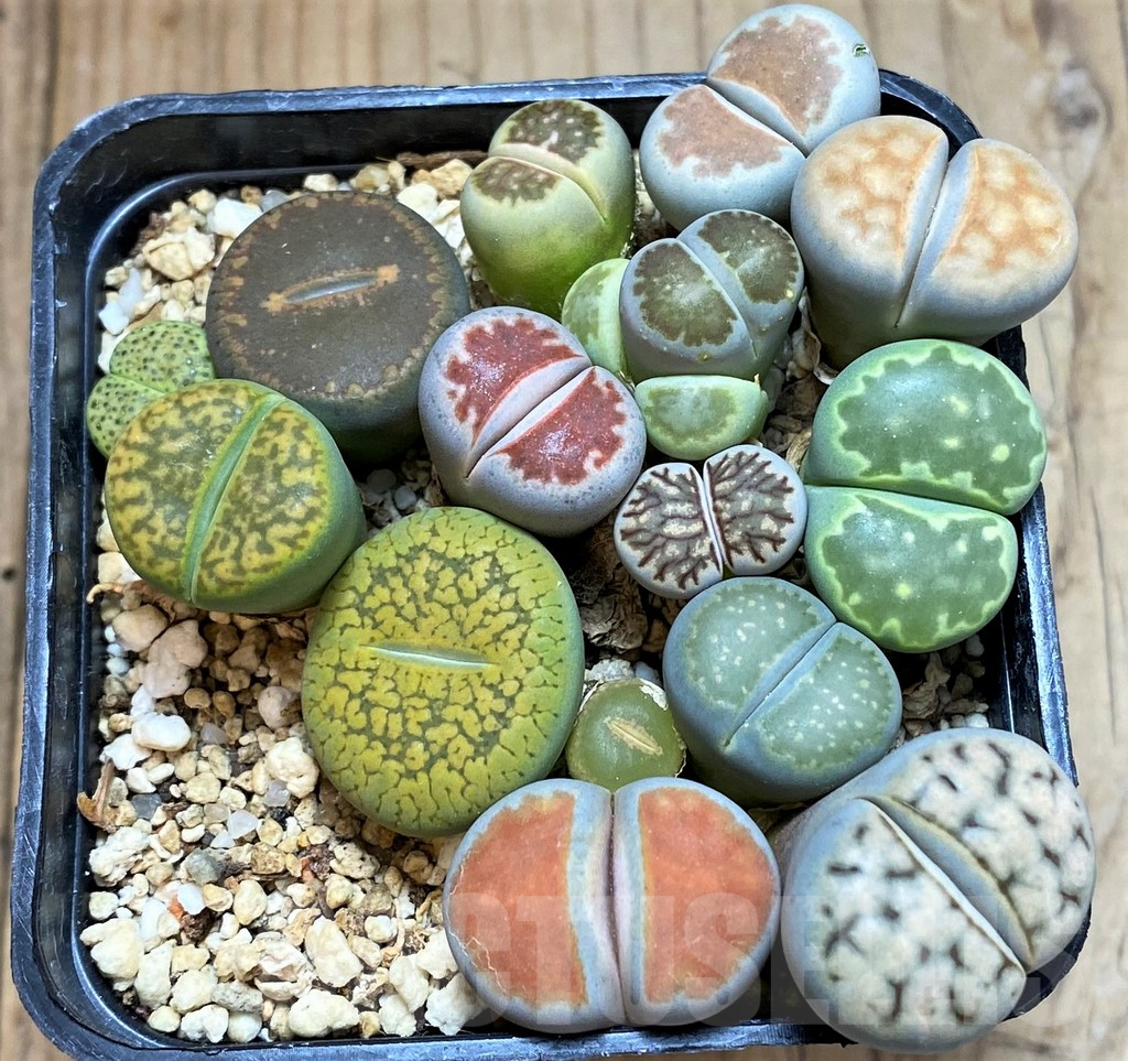 SH13751 Lithops mix - Image 2