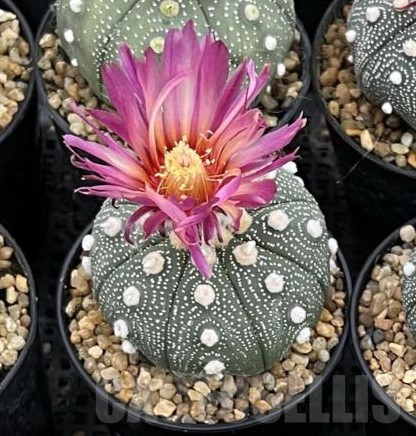 SHPR40252 Astrophytum asterias ‘Super Kabuto’ ‘Akabana’ clon 18 - Image 2