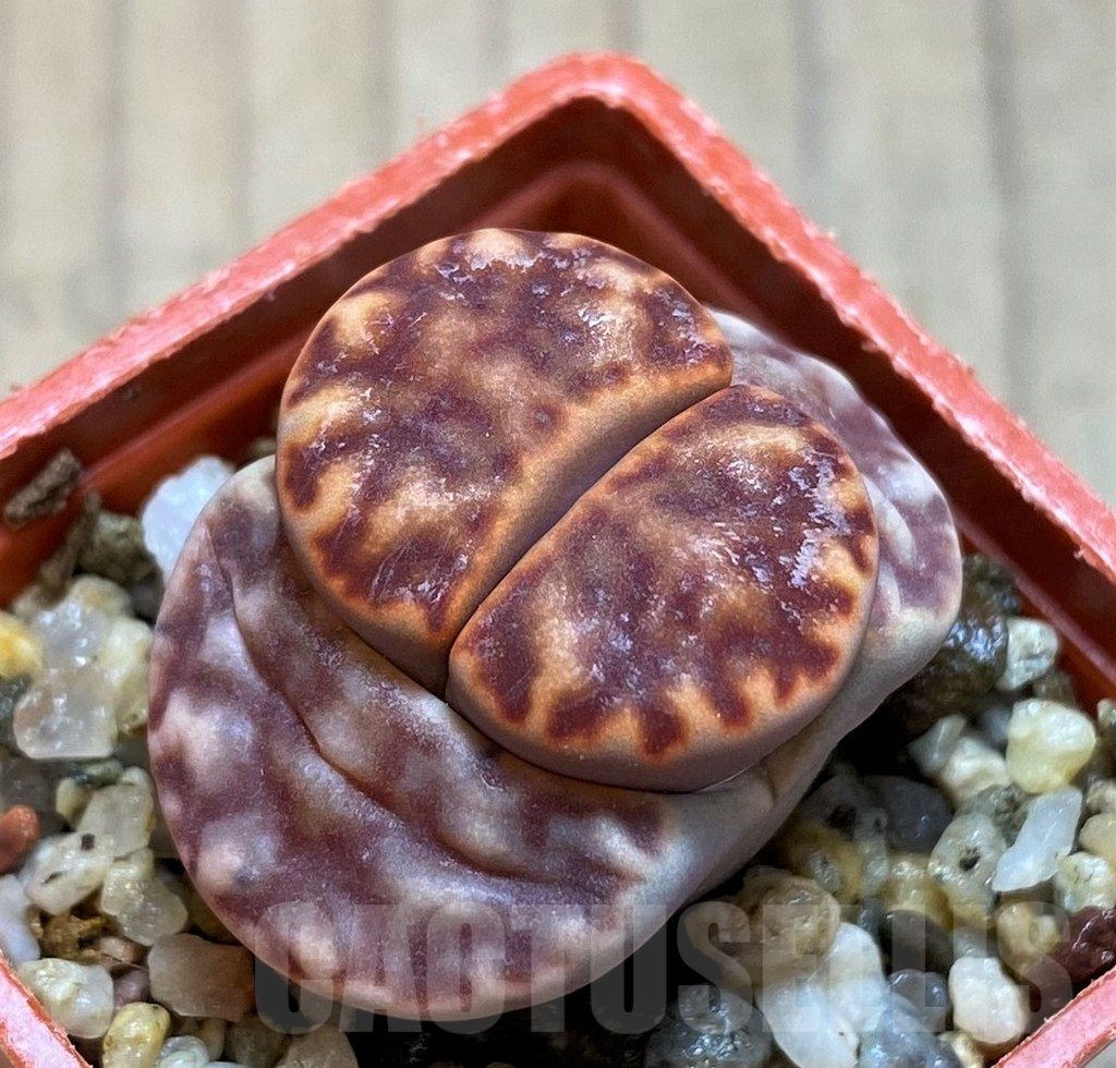 SH12536 Lithops bromfieldii C40