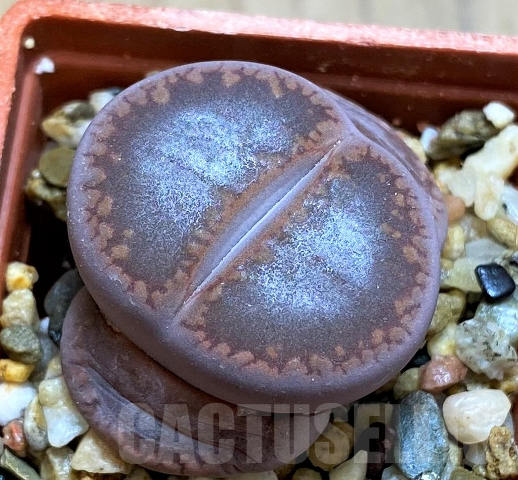 SH12581 Lithops aucampiae ‘Large Solid Window’ select form