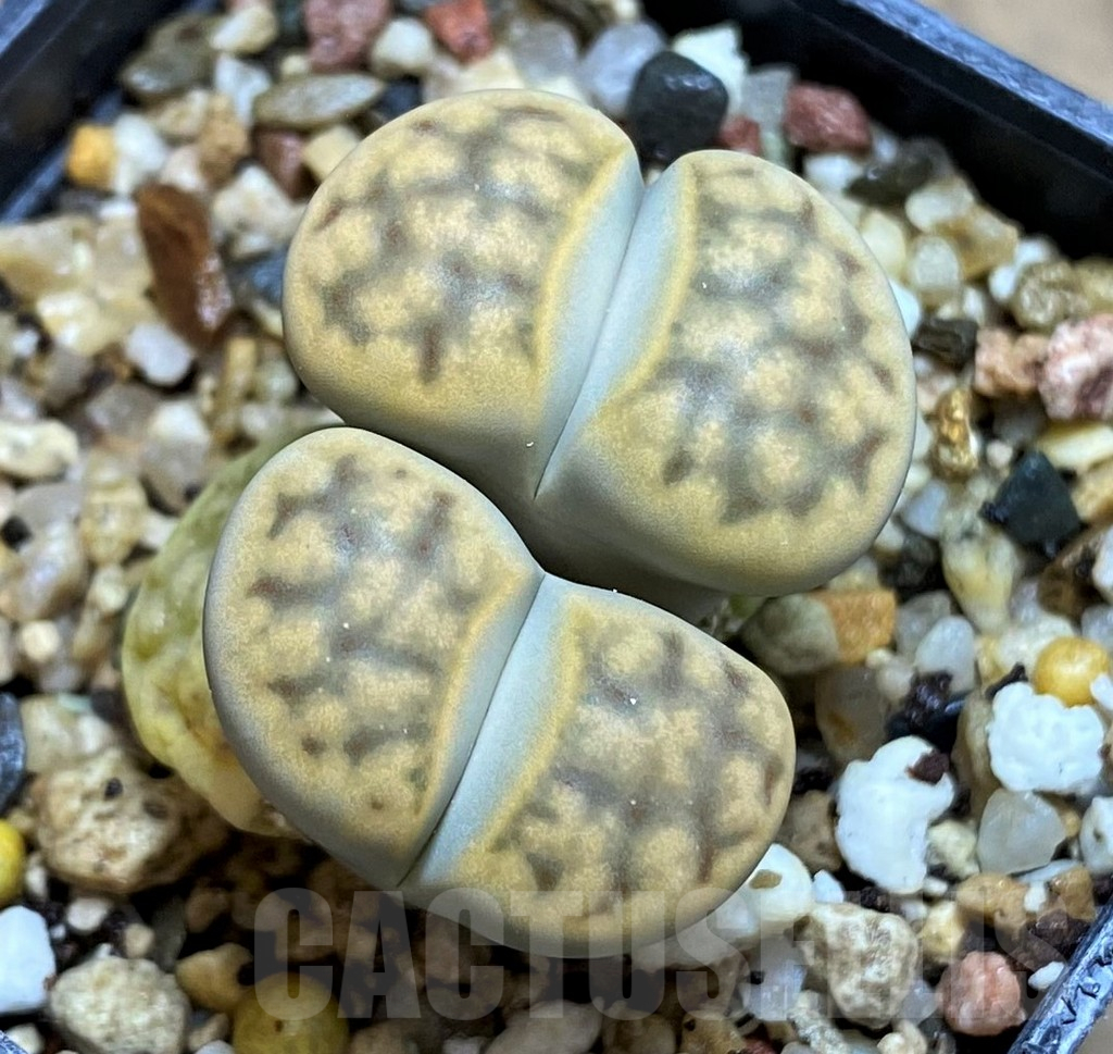 SH12592 Lithops karasmontana v. erniana