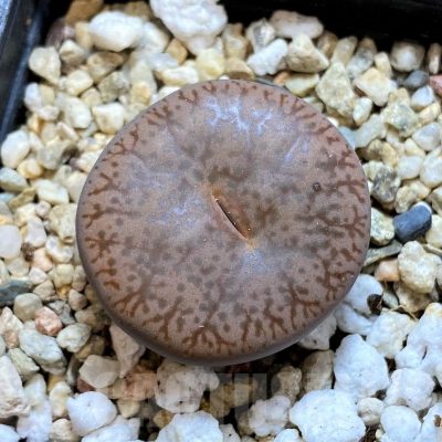 SH12593 Lithops pseudotruncatella
