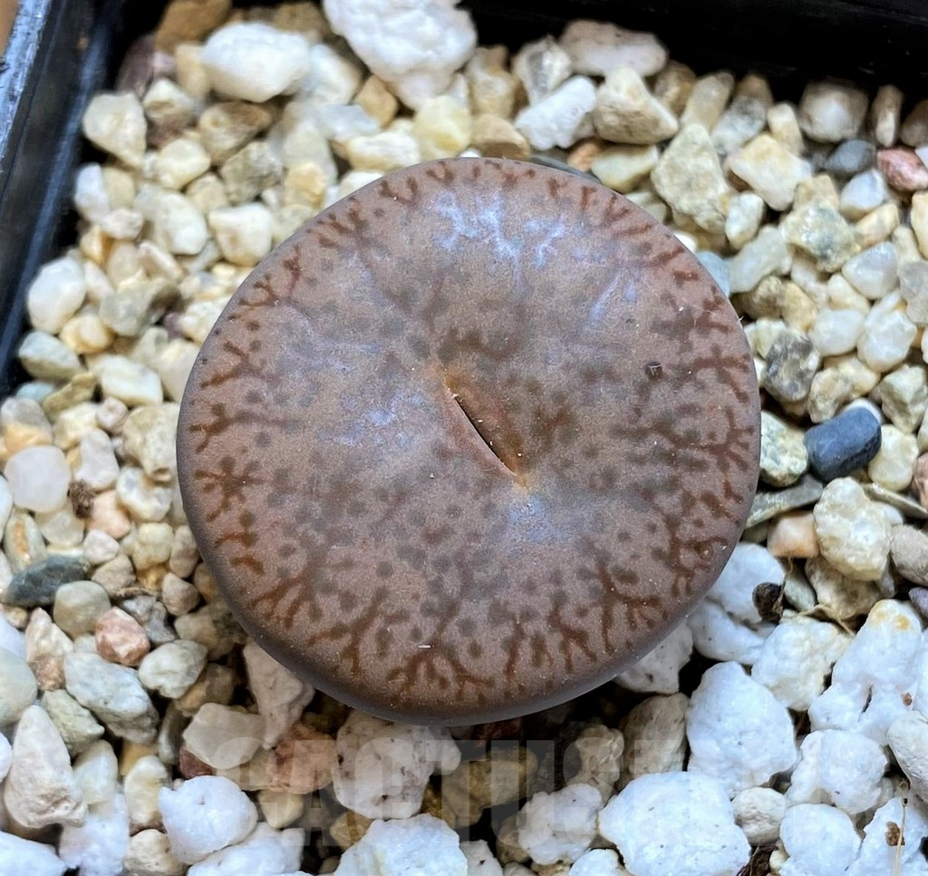 SH12593 Lithops pseudotruncatella