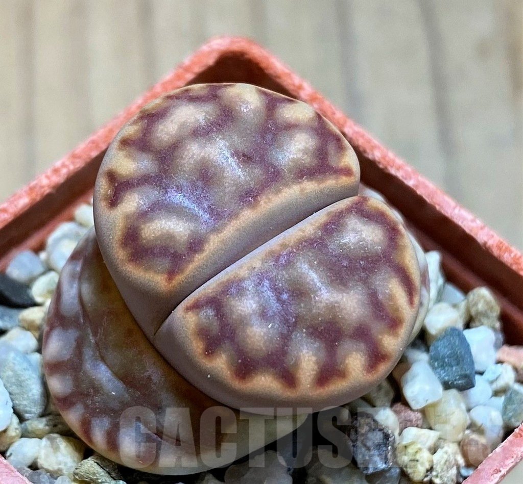 SH12595 Lithops bromfieldii C040