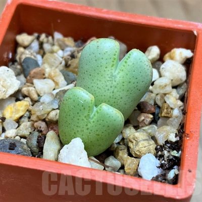 SH12604 Conophytum quaesitum v. densipunctum
