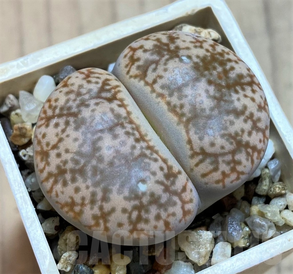 SH12532 Lithops pseudotruncatella