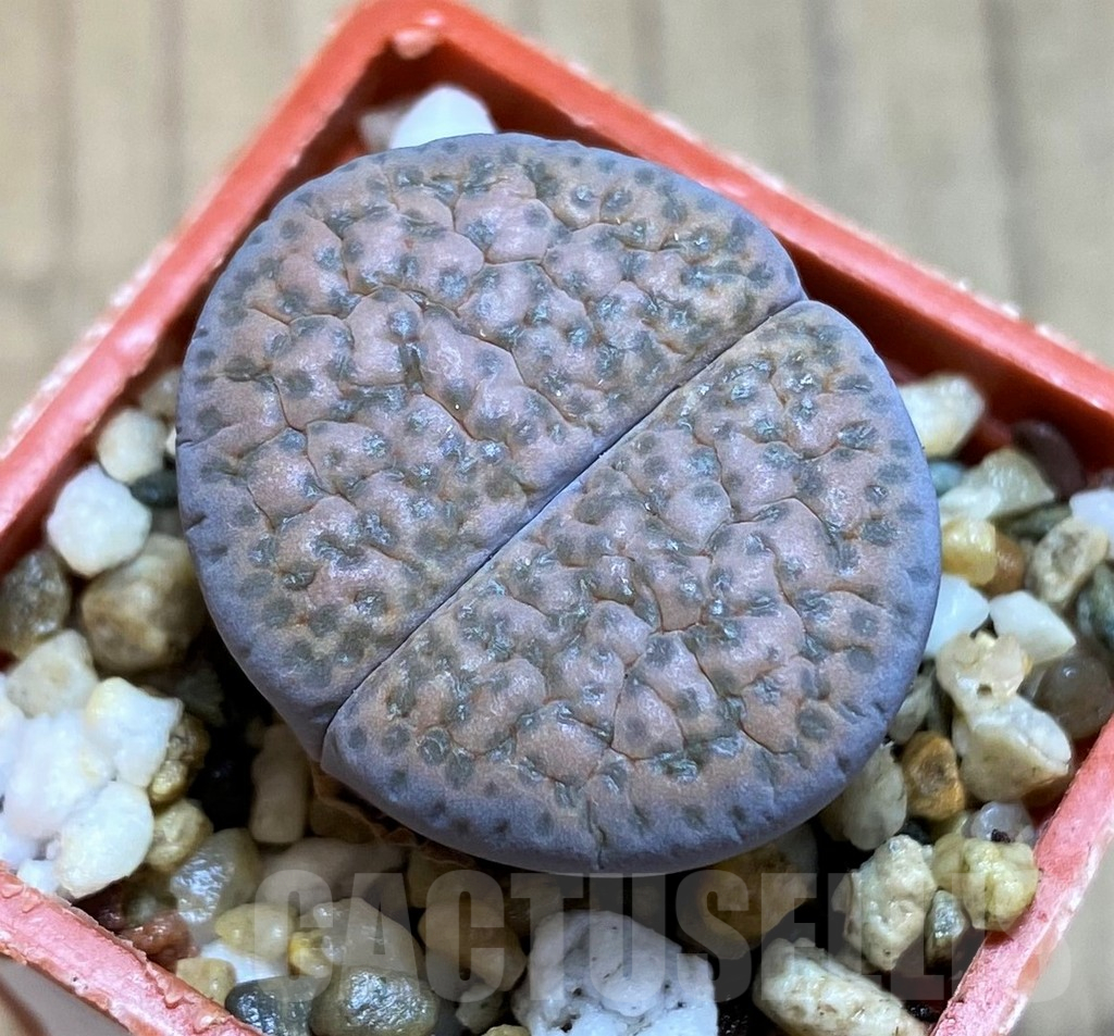 SH12542 Lithops fulviceps C219