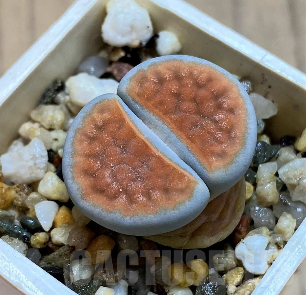 SH12548 Lithops karasmontana 'Lateritia'
