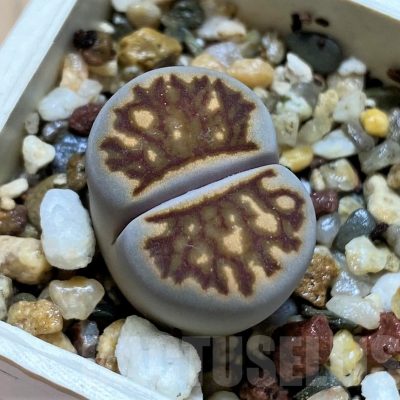 SH12533 Lithops julii ‘Kikushogyoku’