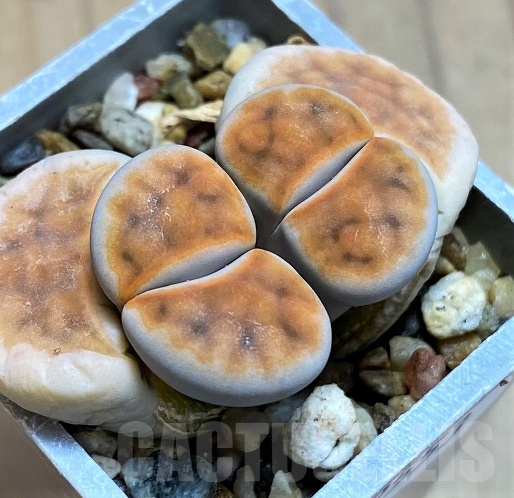 SH12552 Lithops karasmontana ‘Lateritia’