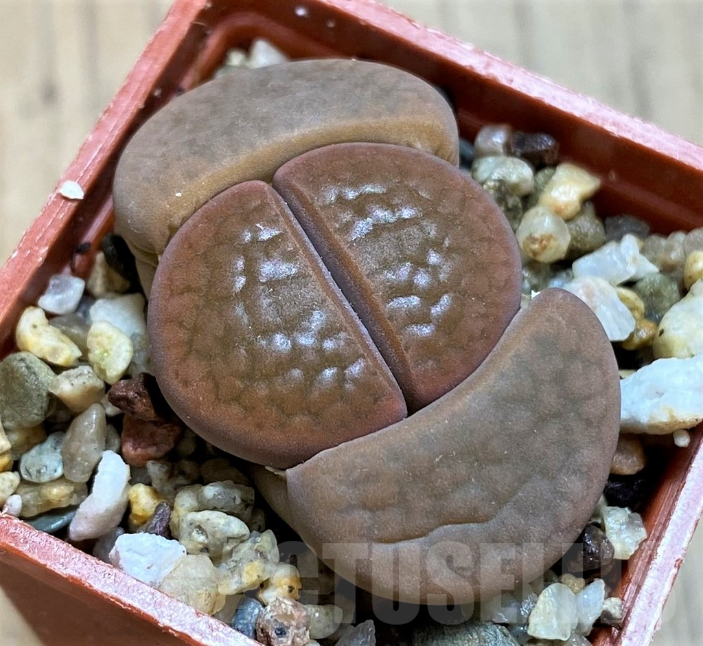 SH12557 Lithops hookeri v. subfenestrata C021