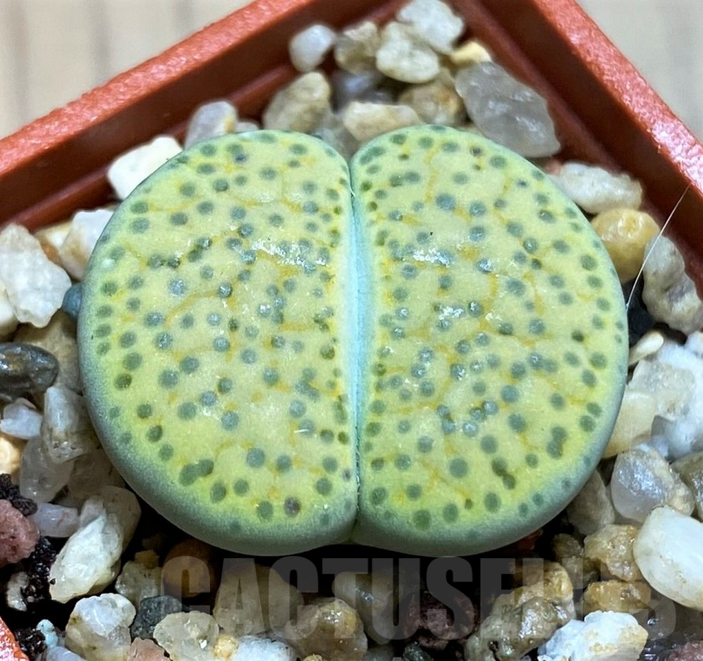 SH12559 Lithops fulviceps 'Aurea'