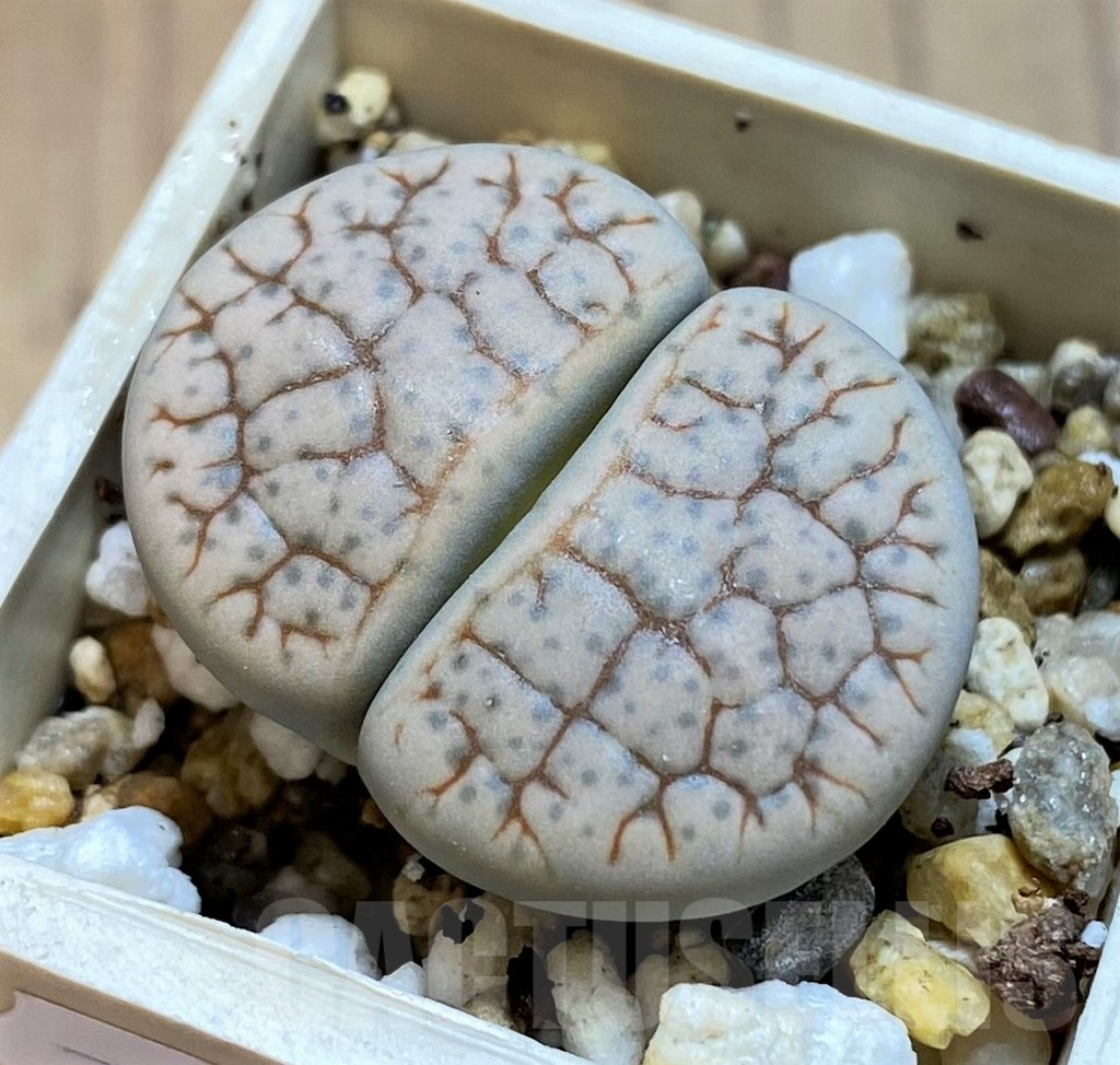 SH12563 Lithops 'Talisman' F2