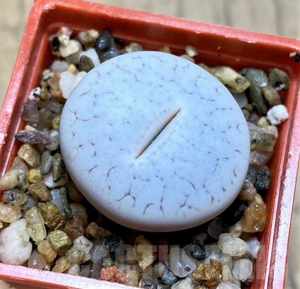 SH12566 Lithops pseudotruncatella ssp. volkii C065