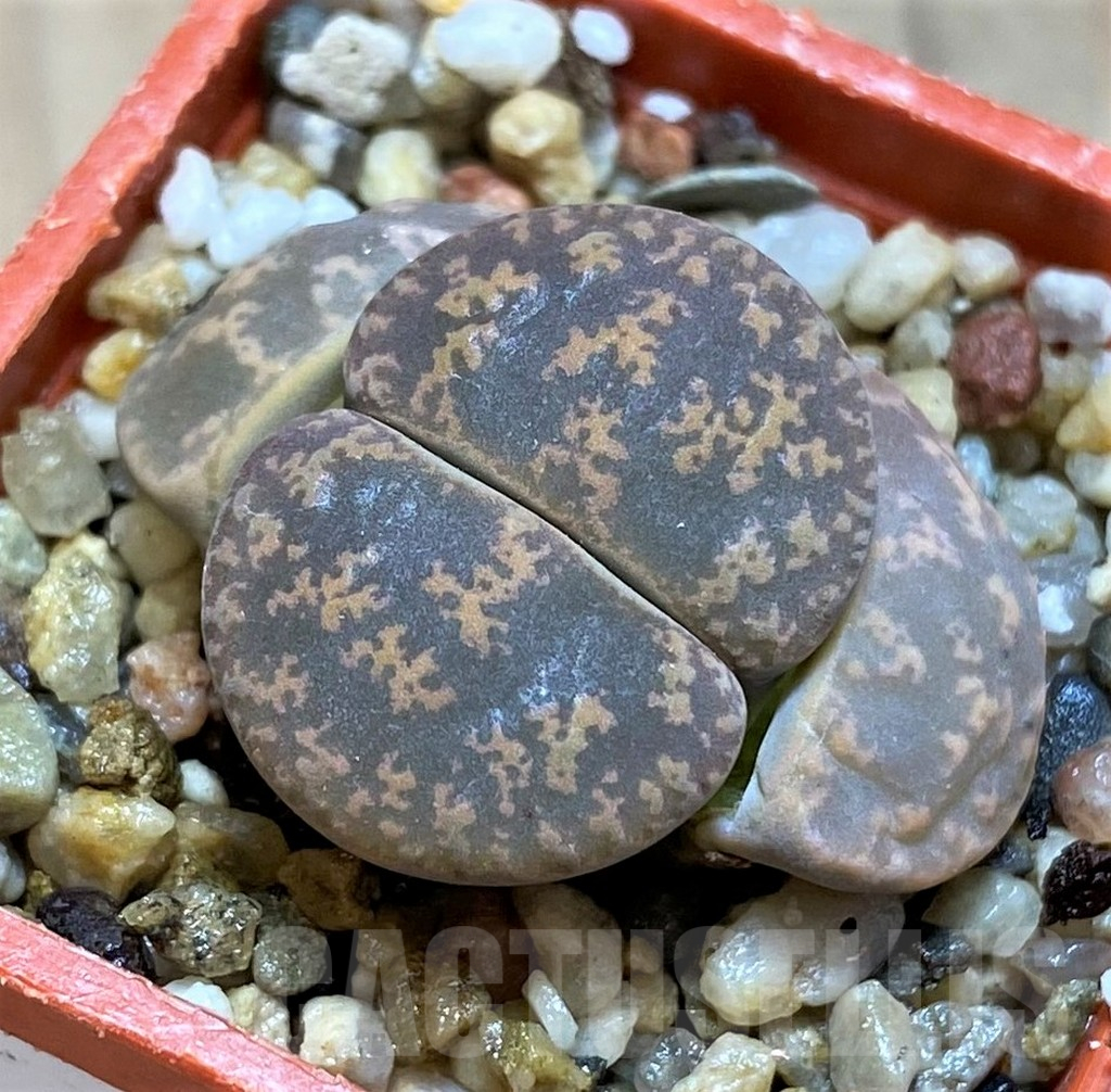 SH12573 Lithops lesliei 'Big Form'