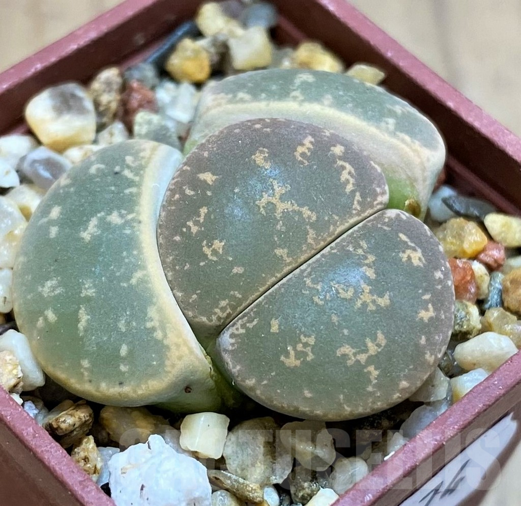 SH12574 Lithops lesliei 'Big Form'