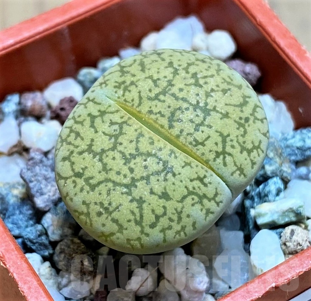 SH12575 Lithops 'Albinigold' x stousthrowth